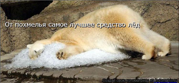 Котоматрица: От похмелья самое лучшее средство  От похмелья самое лучшее средство лёд