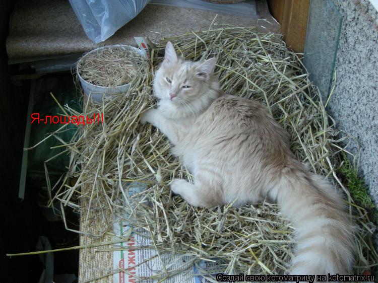 Я-лошадь!!!... Котоматрица: Я-лошадь!!!