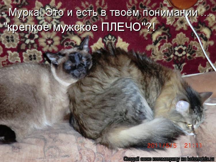 - Мурка! Это и есть в твоём понимании .... "крепкое мужское ПЛЕЧО"?!... Котоматрица: - Мурка! Это и есть в твоём понимании .... "крепкое мужское ПЛЕЧО"?!