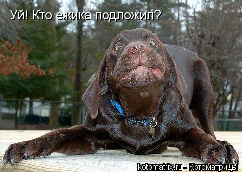 Котоматрица: Уй! Кто ежика подложил?