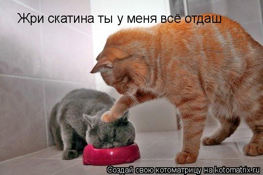 Котоматрица: Жри скатина ты у меня всё отдаш