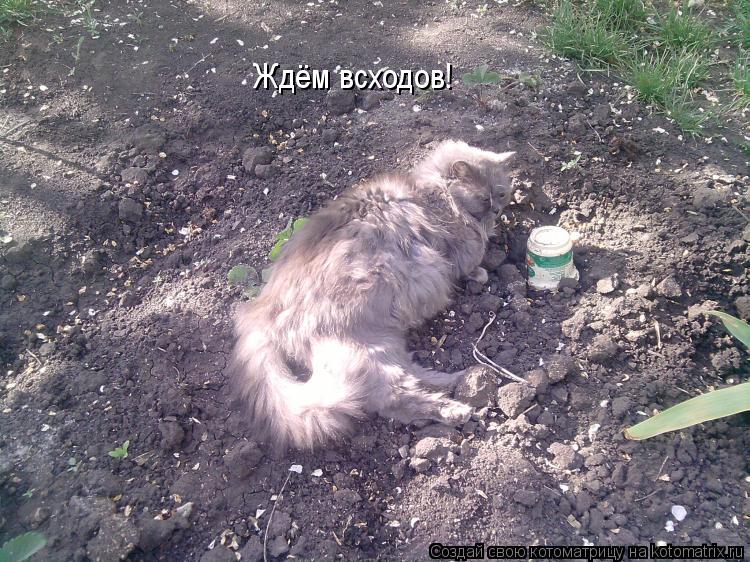 Ждём всходов!... Котоматрица: Ждём всходов!