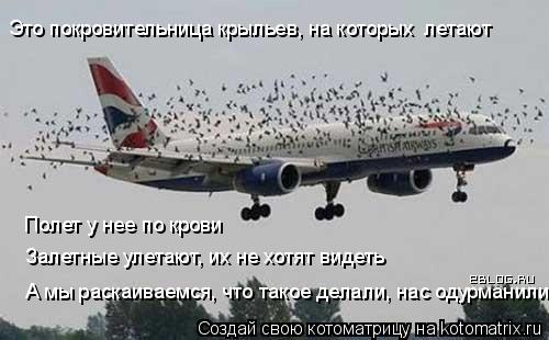 Котоматрица: Это покровительница крыльев, на которых  летают Полет у нее по крови Залетные улетают, их не хотят видеть А мы раскаиваемся, что такое делал