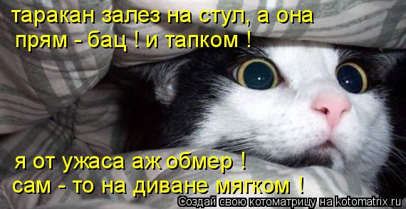 Котоматрица: таракан залез на стул, а она прям - бац ! и тапком ! я от ужаса аж обмер ! сам - то на диване мягком !