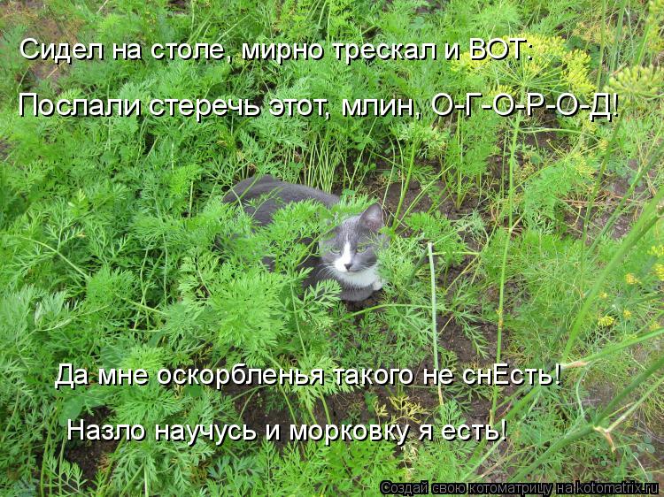 Котоматрица: Да мне оскорбленья такого не снЕсть! Назло научусь и морковку я есть! Сидел на столе, мирно трескал и ВОТ: Послали стеречь этот, млин, О-Г-О-Р-О