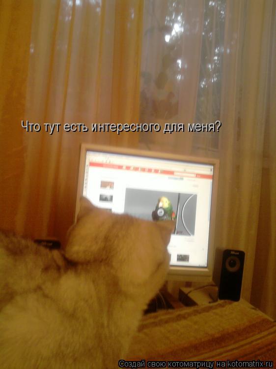 Что тут есть интересного для меня?... Котоматрица: Что тут есть интересного для меня?