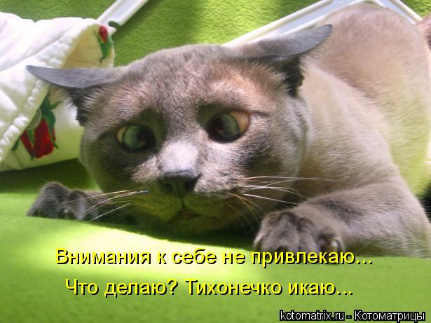 Котоматрица: Внимания к себе не привлекаю... Что делаю? Тихонечко икаю...