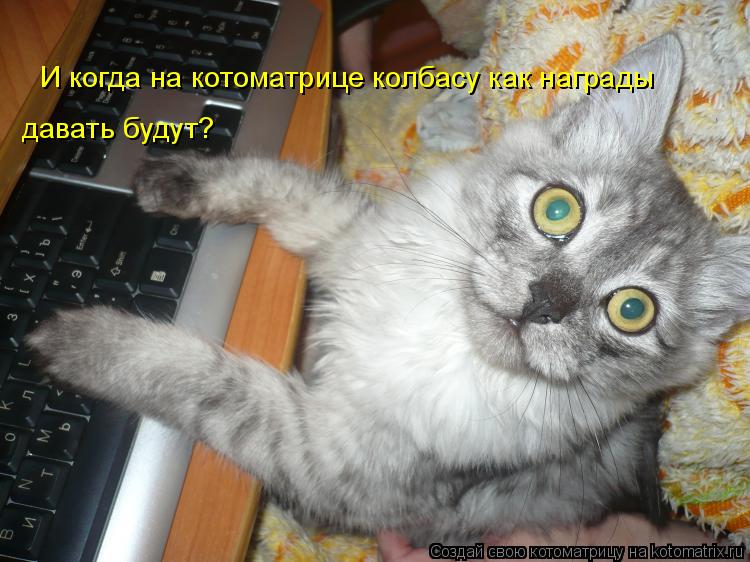 Котоматрица: И когда на котоматрице колбасу как награды давать будут?