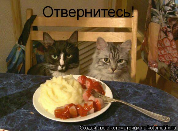 Котоматрица: Отвернитесь!