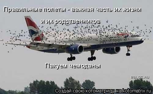 Котоматрица: Правильные полеты - важная часть их жизни и их родственников Пакуем чемоданы