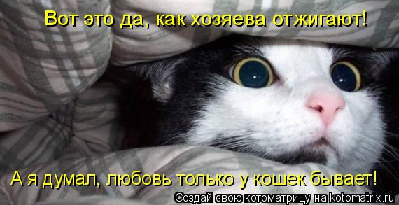 Котоматрица: Вот это да, как хозяева отжигают! А я думал, любовь только у кошек бывает!