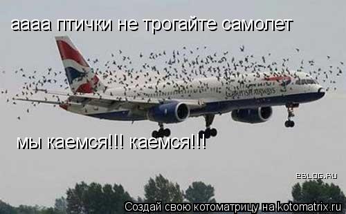 Котоматрица: аааа птички не трогайте самолет мы каемся!!! каемся!!!