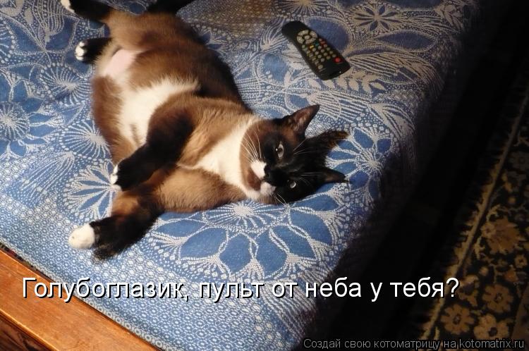 Котоматрица: Голубоглазик, пульт от неба у тебя?