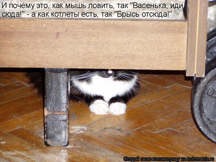Котоматрица: И почему это, как мышь ловить, так "Васенька, иди  сюда!" - а как котлеты есть, так "Брысь отсюда!"