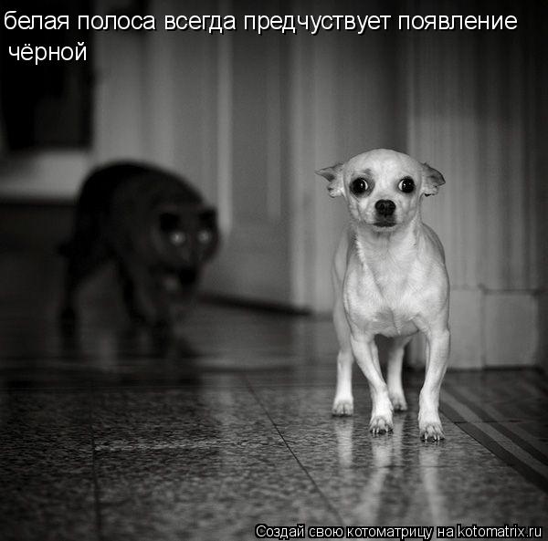 Котоматрица: белая полоса всегда предчуствует появление чёрной