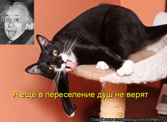 Котоматрица: А ещё в переселение душ не верят
