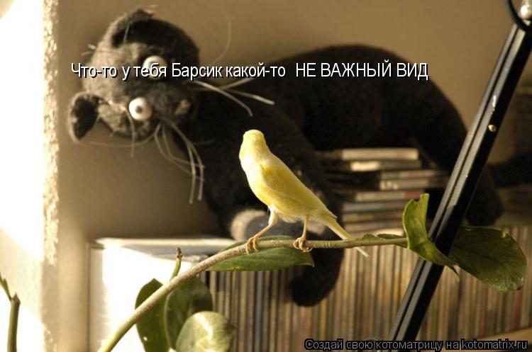 Котоматрица: Что-то у тебя Барсик какой-то  НЕ ВАЖНЫЙ ВИД
