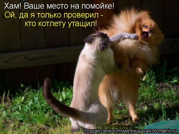 Котоматрица: Хам! Ваше место на помойке! Ой, да я только проверил -  кто котлету утащил!