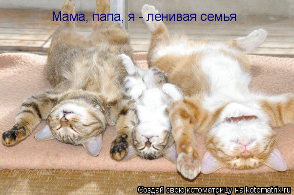 Котоматрица: Мама, папа, я - ленивая семья