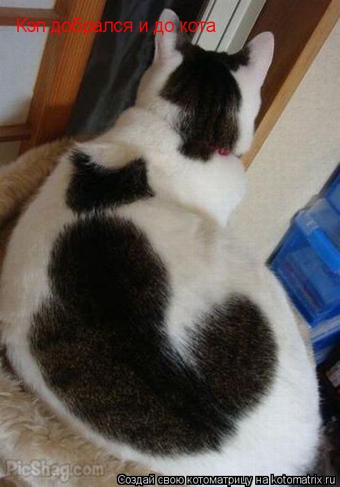 Кэп добрался и до кота... Котоматрица: Кэп добрался и до кота