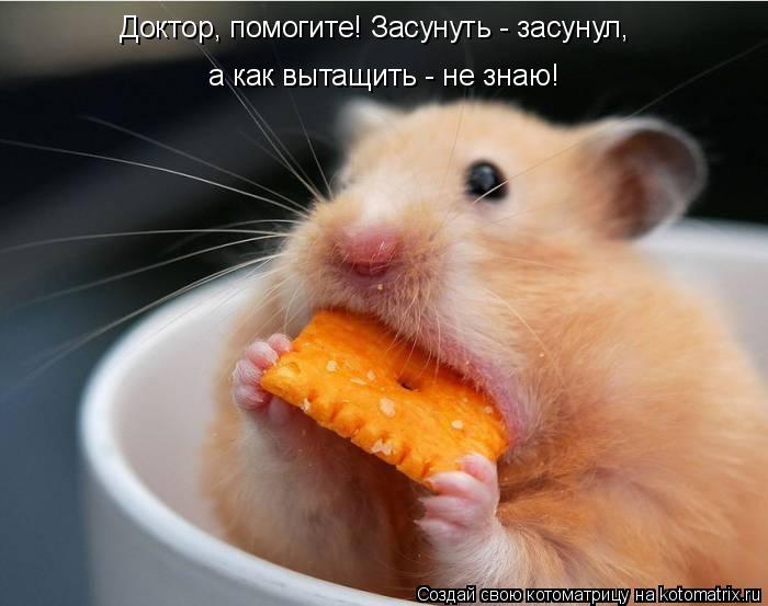 Котоматрица: Доктор, помогите! Засунуть - засунул,  а как вытащить - не знаю!