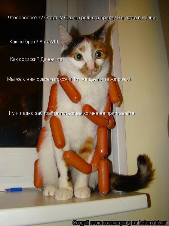 Котоматрица: Чтоооооооо??? Отдать? Своего родного брата? Не когда в жизни! Как не брат? А кто?!!! Как сосиски? Да вы что! Мы же с ним совсем похожи! Тот же цвет 