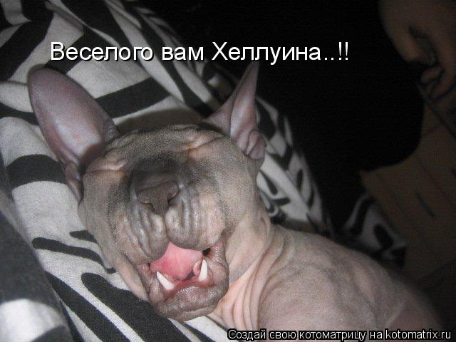 Котоматрица: Веселого вам Хеллуина..!!