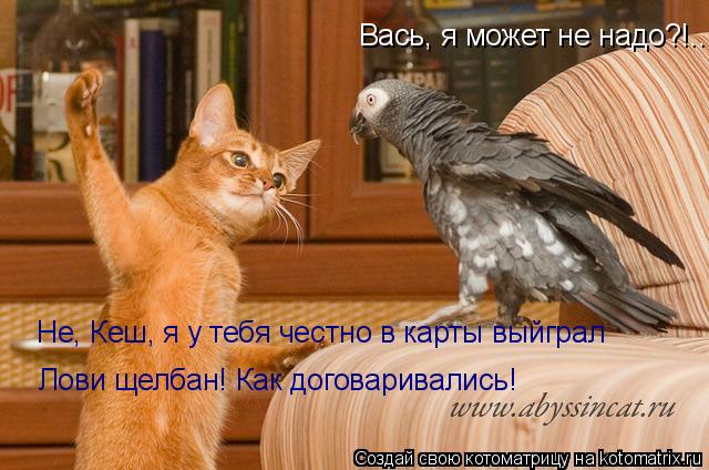Котоматрица: Вась, я может не надо?!.. Не, Кеш, я у тебя честно в карты выйграл Лови щелбан! Как договаривались!