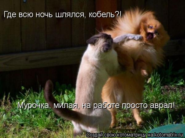 Котоматрица: Где всю ночь шлялся, кобель?! Мурочка, милая, на работе просто аврал!