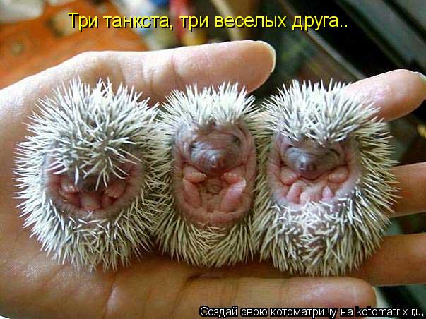 Котоматрица: Три танкста, три веселых друга..
