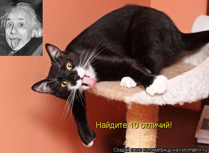 Котоматрица: Найдите 10 отличий!