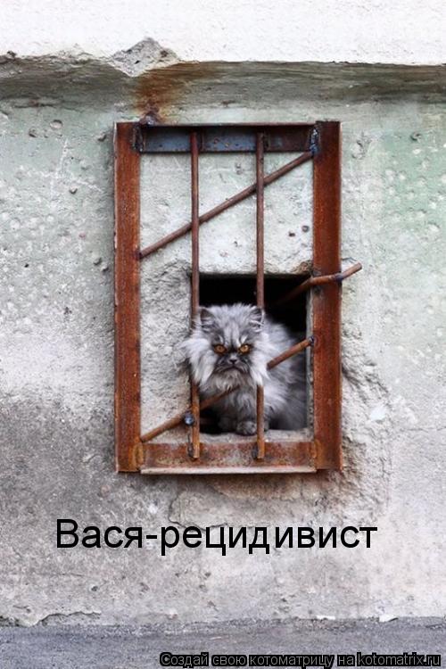 Вася-рецидивист... Котоматрица: Вася-рецидивист