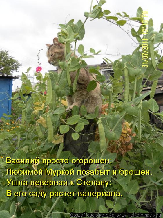 Василий просто огорошен: Любимой Муркой позабыт и брошен. Ушла неверная к Степану: В его саду растет ... Котоматрица: Василий просто огорошен: Любимой Муркой позабыт и брошен. Ушла неверная к Степану: В его саду растет валериана.