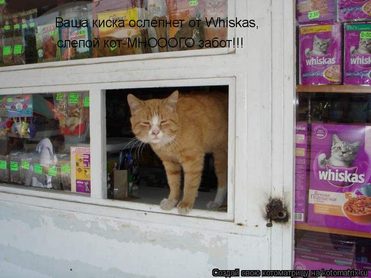 Ваша киска ослепнет от Whiskas, слепой кот-МНОООГО забот!!!... Котоматрица: Ваша киска ослепнет от Whiskas, слепой кот-МНОООГО забот!!!