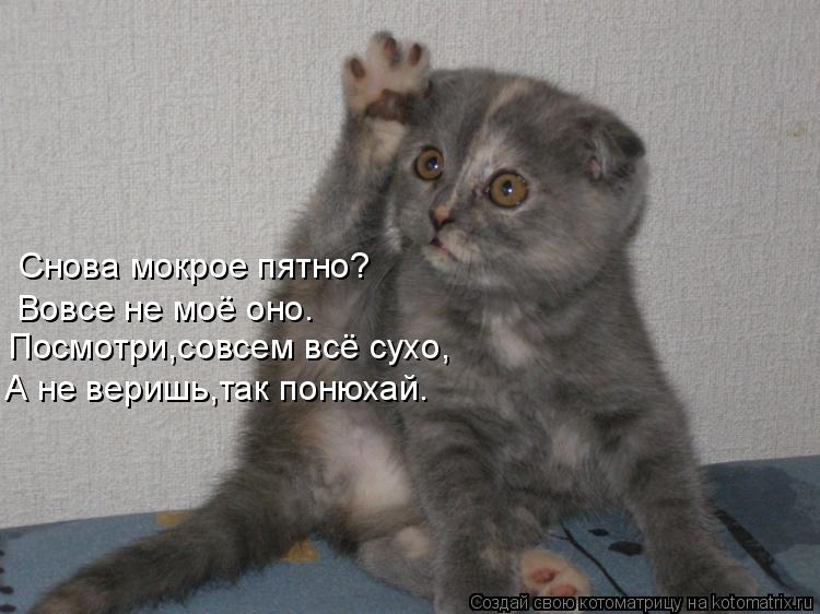 Снова мокрое пятно? Вовсе не моё оно. Посмотри,совсем всё сухо, А не веришь,так понюхай.... Котоматрица: Снова мокрое пятно? Вовсе не моё оно. Посмотри,совсем всё сухо, А не веришь,так понюхай.