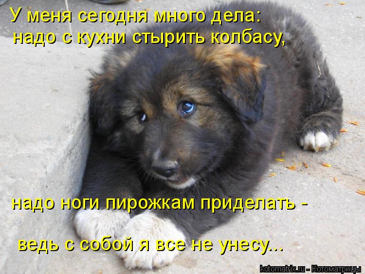 У меня сегодня много дела: надо с кухни стырить колбасу, надо ноги пирожкам приделать - ведь с соб... Котоматрица: У меня сегодня много дела: надо с кухни стырить колбасу, надо ноги пирожкам приделать - ведь с собой я все не унесу...