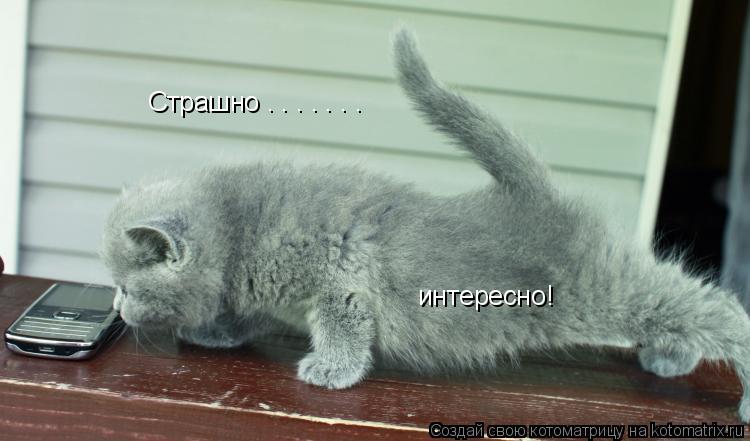 Страшно . . . . . . . интересно!... Котоматрица: Страшно . . . . . . . интересно!