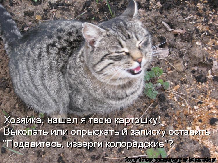 Хозяйка, нашёл я твою картошку! Выкопать или опрыскать и записку оставить "Подавитесь, изверги коло... Котоматрица: Хозяйка, нашёл я твою картошку! Выкопать или опрыскать и записку оставить "Подавитесь, изверги колорадские"?
