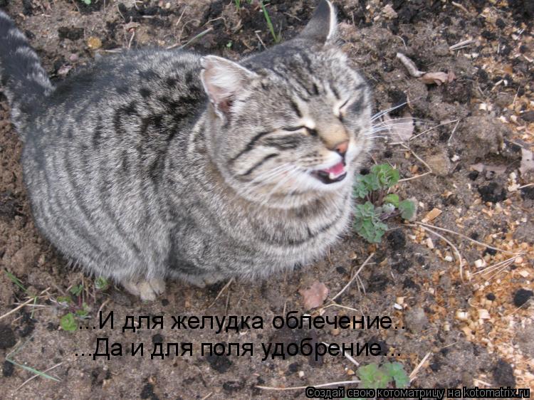 ...И для желудка облечение.. ...Да и для поля удобрение...... Котоматрица: ...И для желудка облечение.. ...Да и для поля удобрение...
