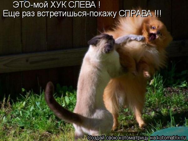 ЭТО-мой ХУК СЛЕВА ! Еще раз встретишься-покажу СПРАВА !!!... Котоматрица: ЭТО-мой ХУК СЛЕВА ! Еще раз встретишься-покажу СПРАВА !!!