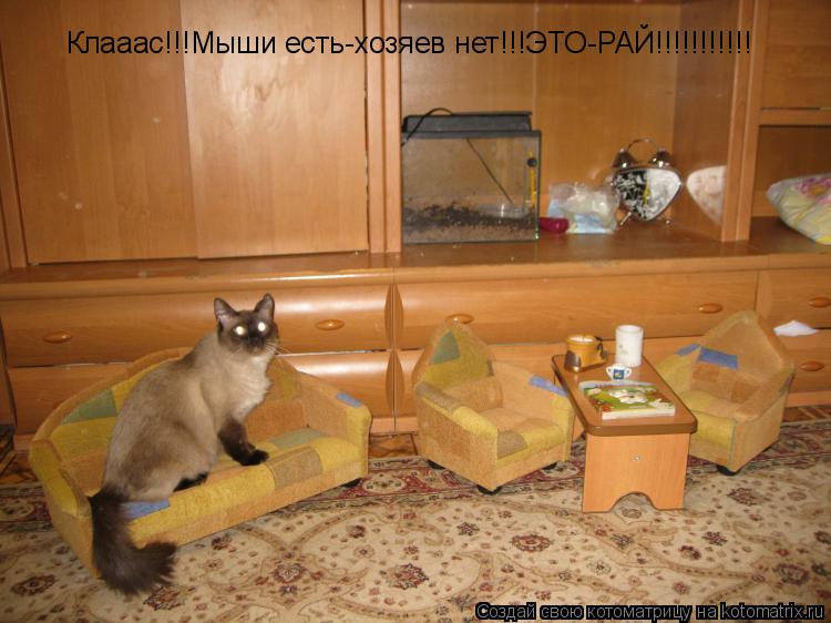 Котоматрица: Клааас!!!Мыши есть-хозяев нет!!!ЭТО-РАЙ!!!!!!!!!!!