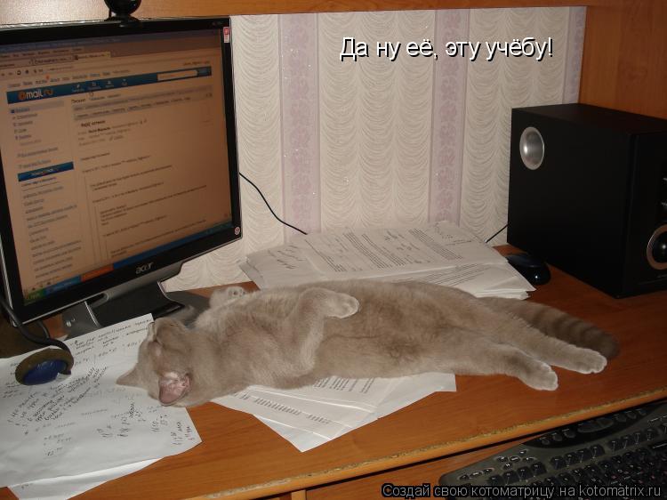 Котоматрица: Да ну её, эту учёбу!