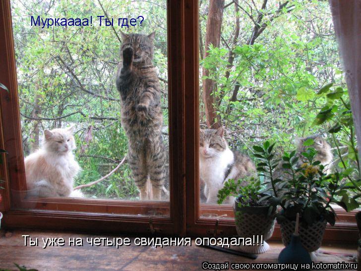 Котоматрица: Муркаааа! Ты где? Ты уже на четыре свидания опоздала!!!