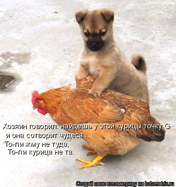 Хозяин говорил: найдешь у этой курицы точку G и она сотворит чудеса... То-ли жму не туда, То-ли кури... Котоматрица: Хозяин говорил: найдешь у этой курицы точку G и она сотворит чудеса... То-ли жму не туда, То-ли курица не та.