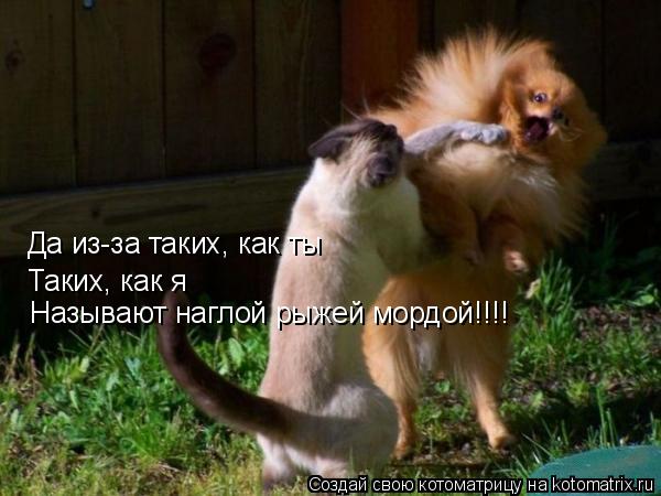 Да из-за таких, как ты Таких, как я Называют наглой рыжей мордой!!!!... Котоматрица: Да из-за таких, как ты Таких, как я Называют наглой рыжей мордой!!!!