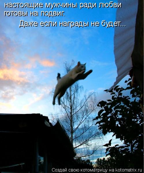 Котоматрица: настоящие мужчины ради любви  готовы на подвиг. Даже если награды не будет...