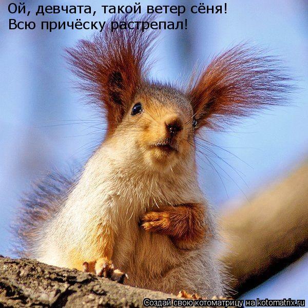 Котоматрица: Ой, девчата, такой ветер сёня! Всю причёску растрепал!