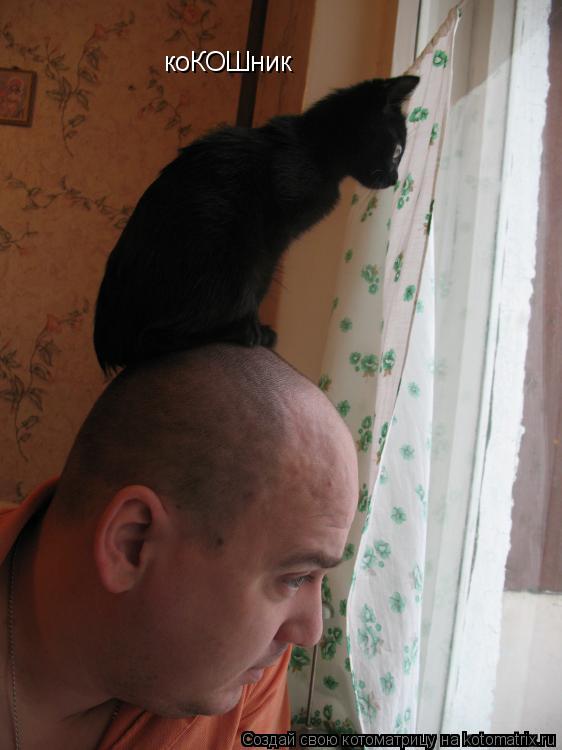 Котоматрица: коКОШник