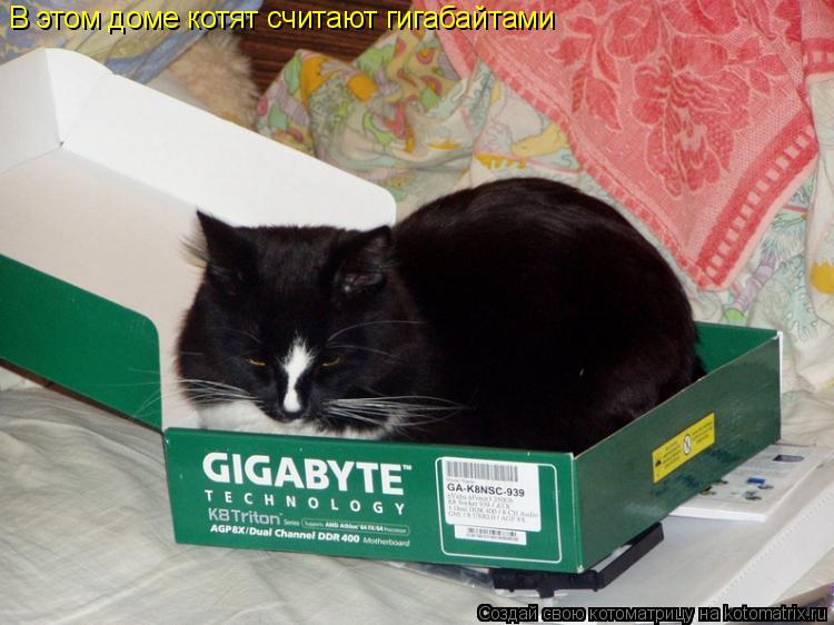 Котоматрица: В этом доме котят считают гигабайтами