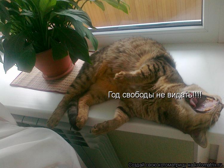 Котоматрица: Год свободы не видать!!!!